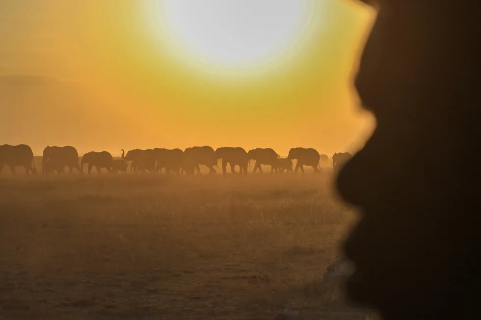 Farmers in Kenya dispute that cyanide poisoning could have killed 15 elephants