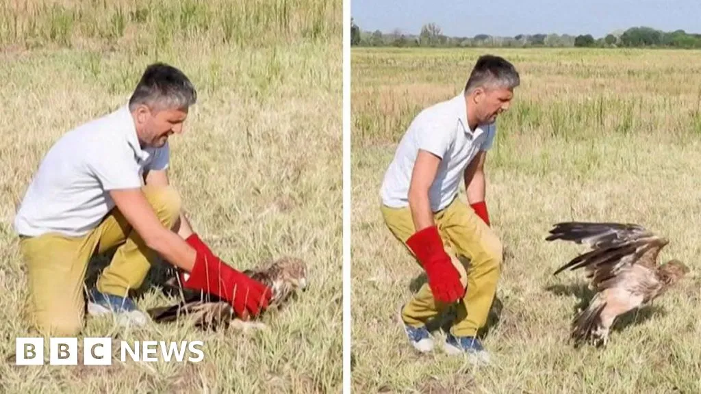 Kidnapped rare Serbian eagle freed into wild after rescue