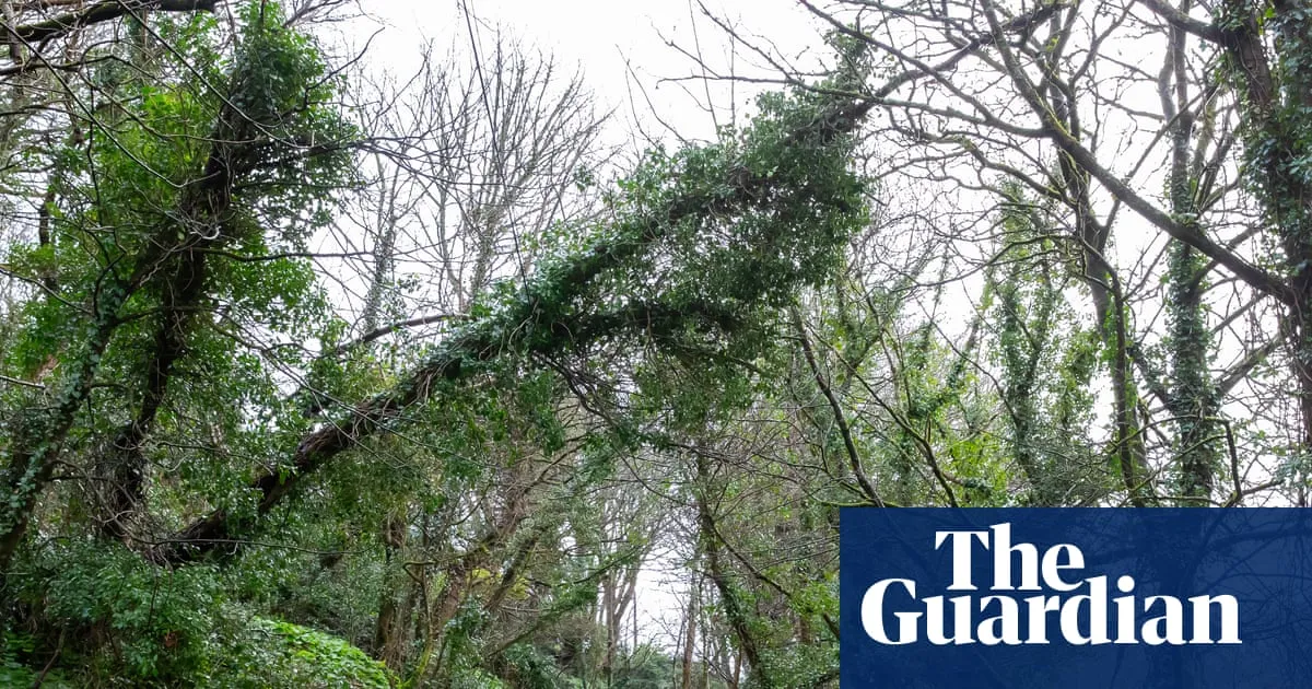 ‘Cornwall isn’t resilient enough’: towns struggle with broadband outage after Storm Goretti