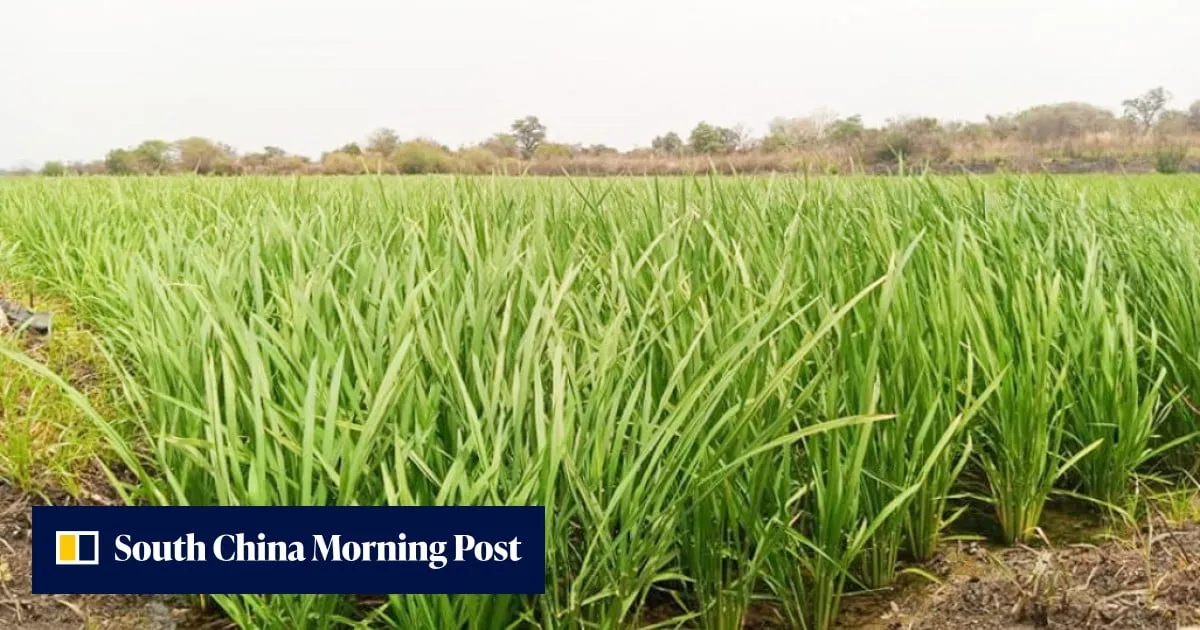 How China’s ‘magic’ rice seeds are transforming the fortunes of Nigerian farmers