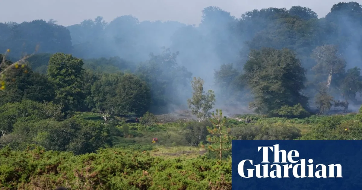 Rare animals threatened as wildfire ravages New Forest heathland