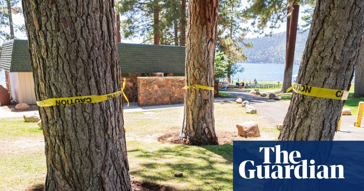 Nearly 30 pine trees intentionally poisoned in Lake Tahoe’s Nevada side