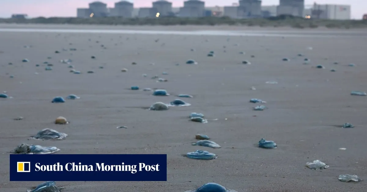 Jellyfish force shutdown of 3 reactors at French nuclear power plant