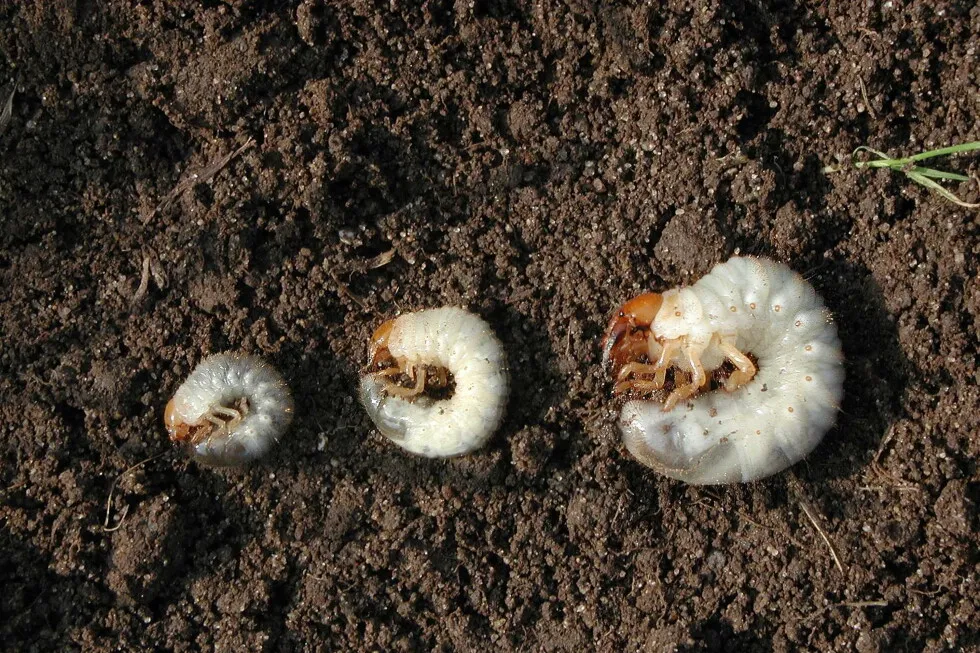 How to test your lawn for grubs and what to do if you find them