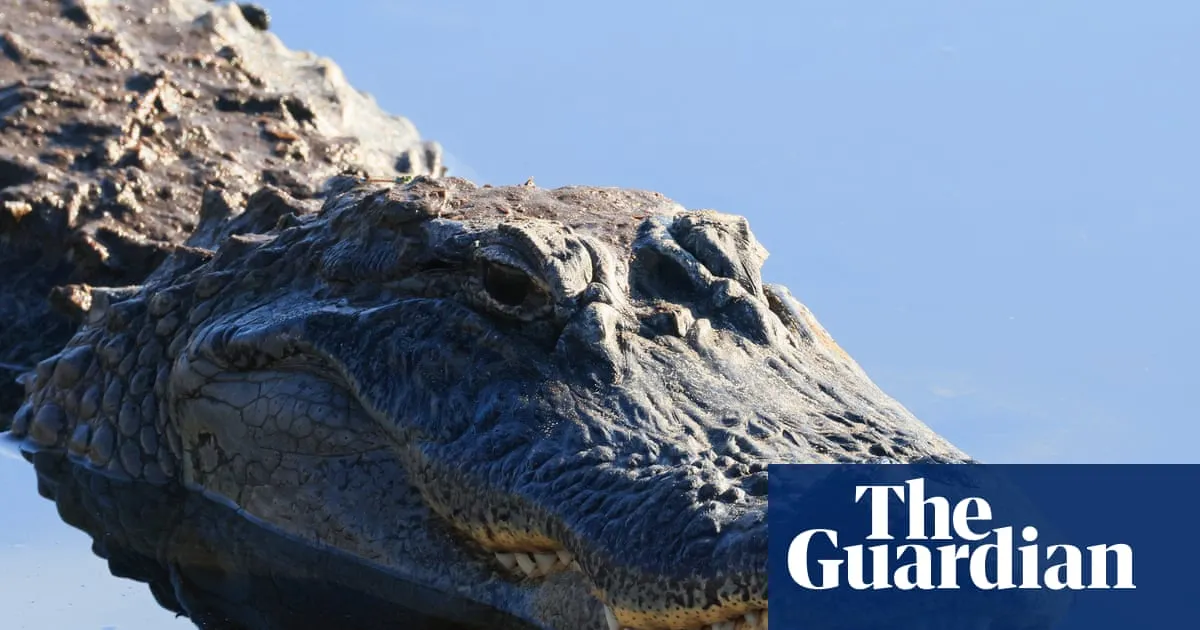 Florida paddleboarder rescues woman from alligator attack