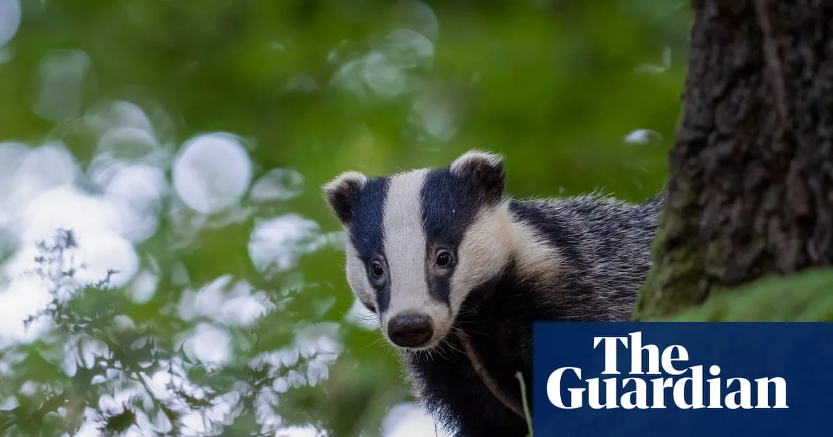 Too many holes! Why badgers are digging up Britain’s lovingly maintained golf courses