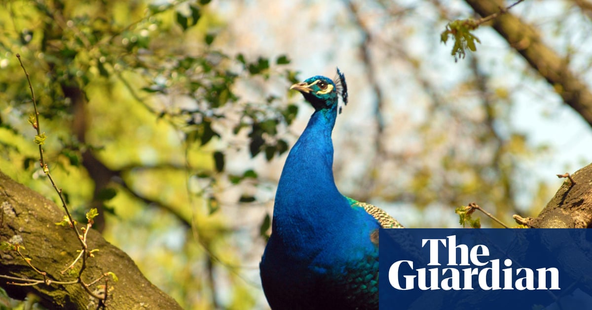 From scorpions to peacocks: the species thriving in London’s hidden microclimates