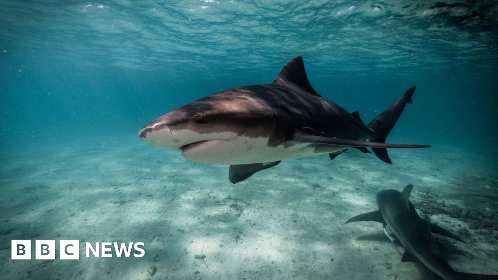 Four attacks in 48 hours: How east Australia's beaches became a 'perfect storm' for sharks