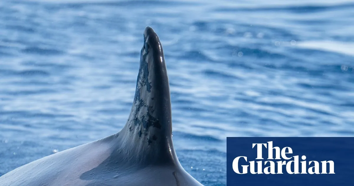 Iberian orca known for ramming boats seen with suspected gunshot wounds