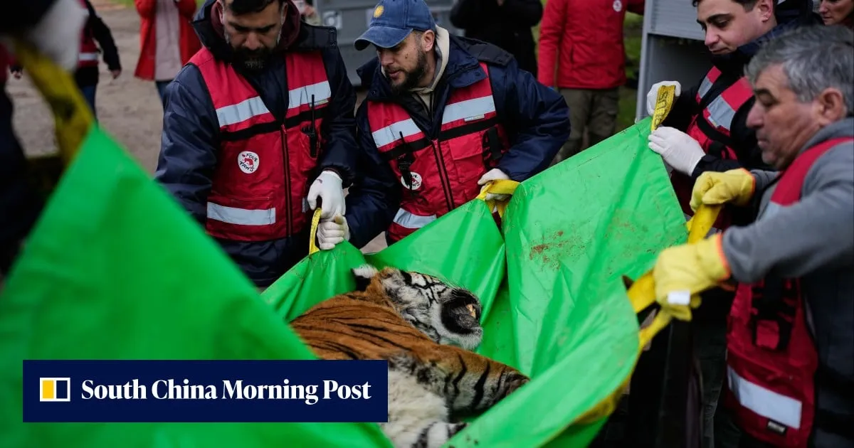 Lions, tigers from notorious zoo in Argentina begin journey to wildlife sanctuaries