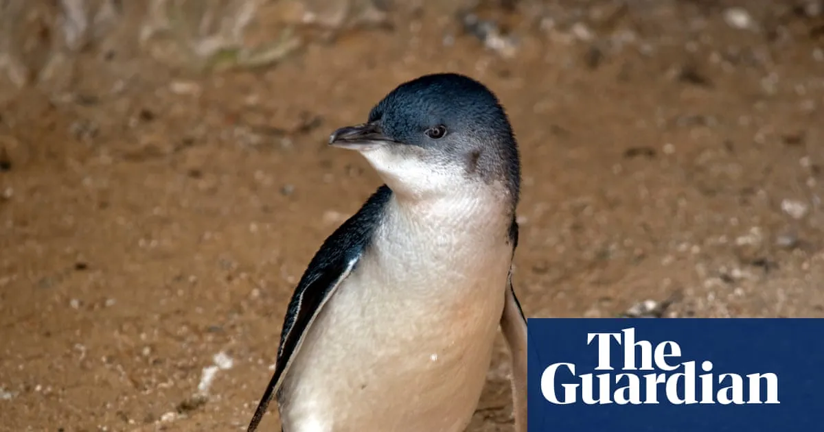 First Australian death of little penguin with H5 bird flu confirmed on Phillip Island