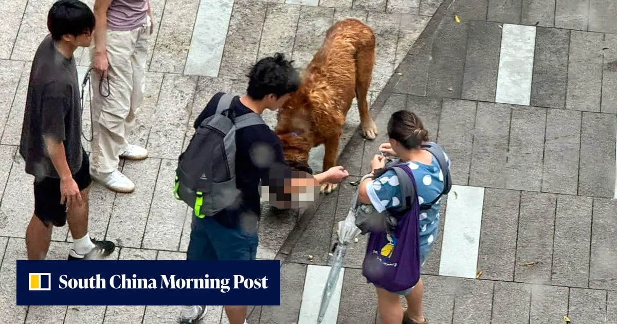 Hong Kong considering euthanising large dog after fatal attacks on 2 pets
