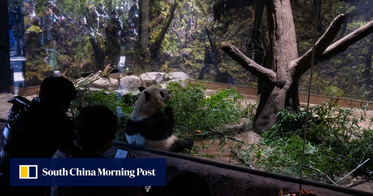 Fans in Japan jostle for final glimpse of China-bound twin pandas