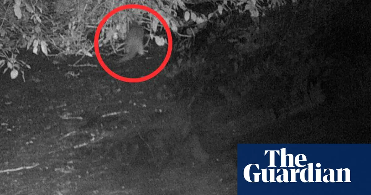 Otter spotted for first time in 100 years in New York City’s Bronx River