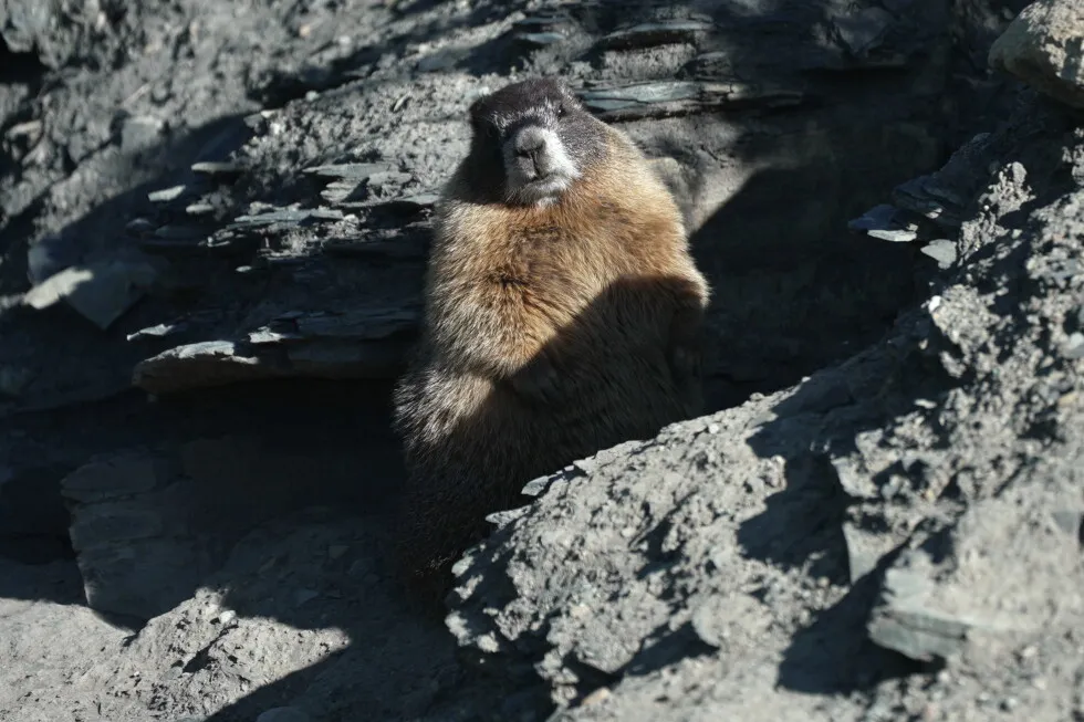 Move over bears. Fat Marmot Week puts a spotlight on the alpine rodents