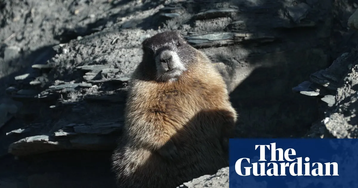 First ever Fat Marmot Week to kick off in effort to raise money for research