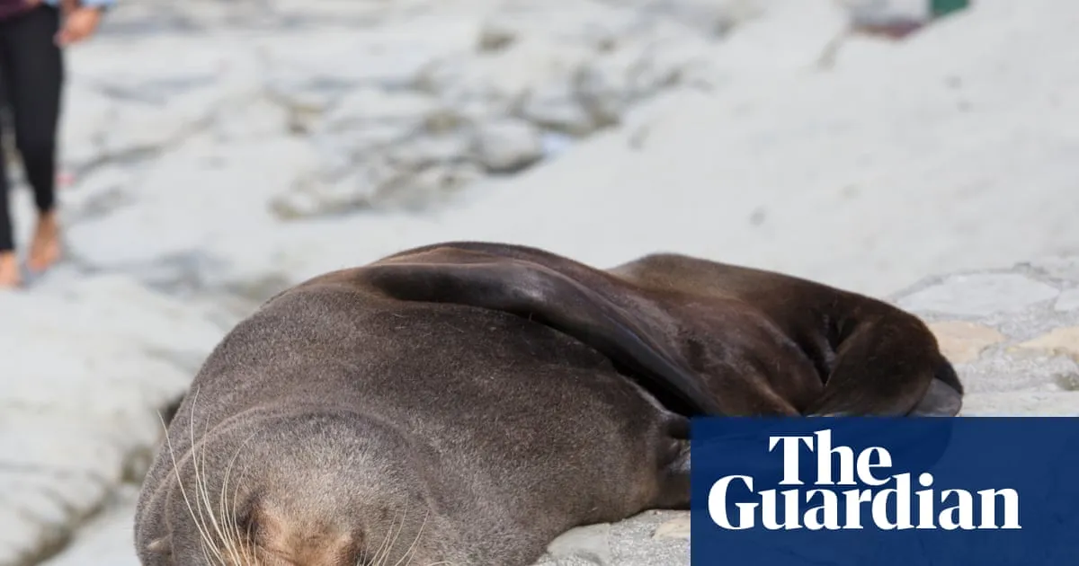 Fur seal‘s death marks first Australian mainland mammal fatality from spreading H5 bird flu strain