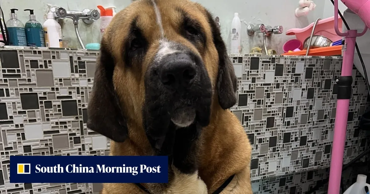 Hong Kong urged to adopt trait-based dog tiers, DNA checks after fatal attacks