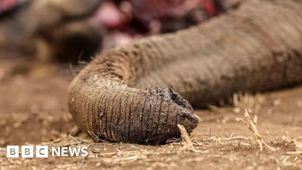 Four arrested over suspected poisoning of elephants in Kenya