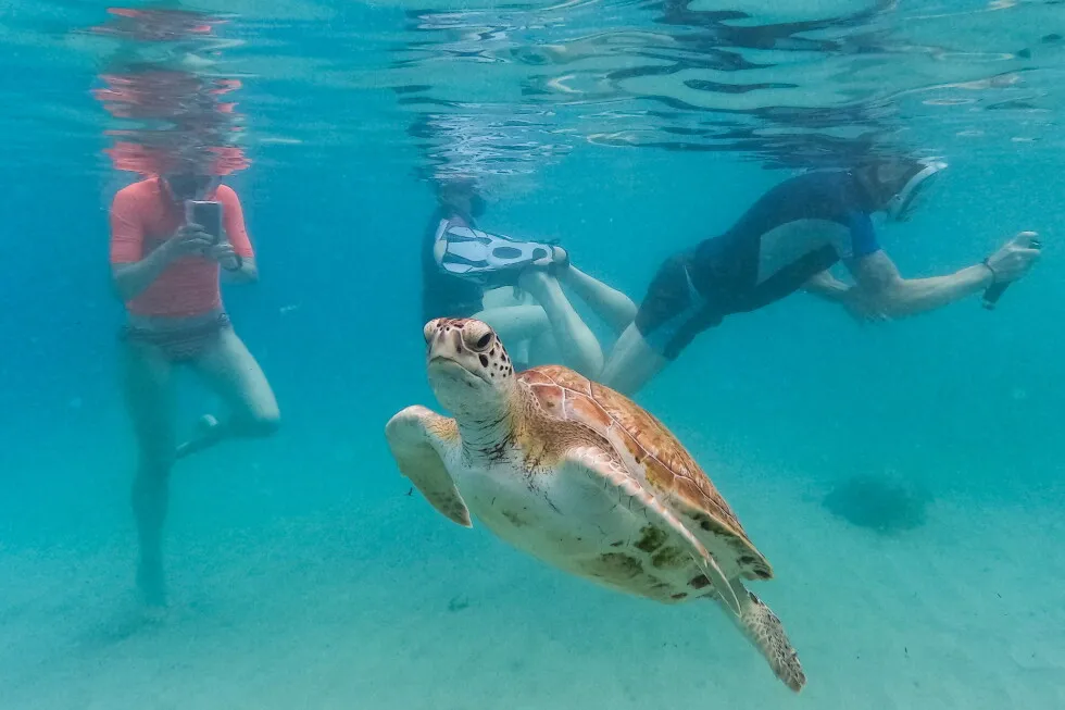 Earth is simmering in its hottest water temps on record, and that’s bad for fish and us