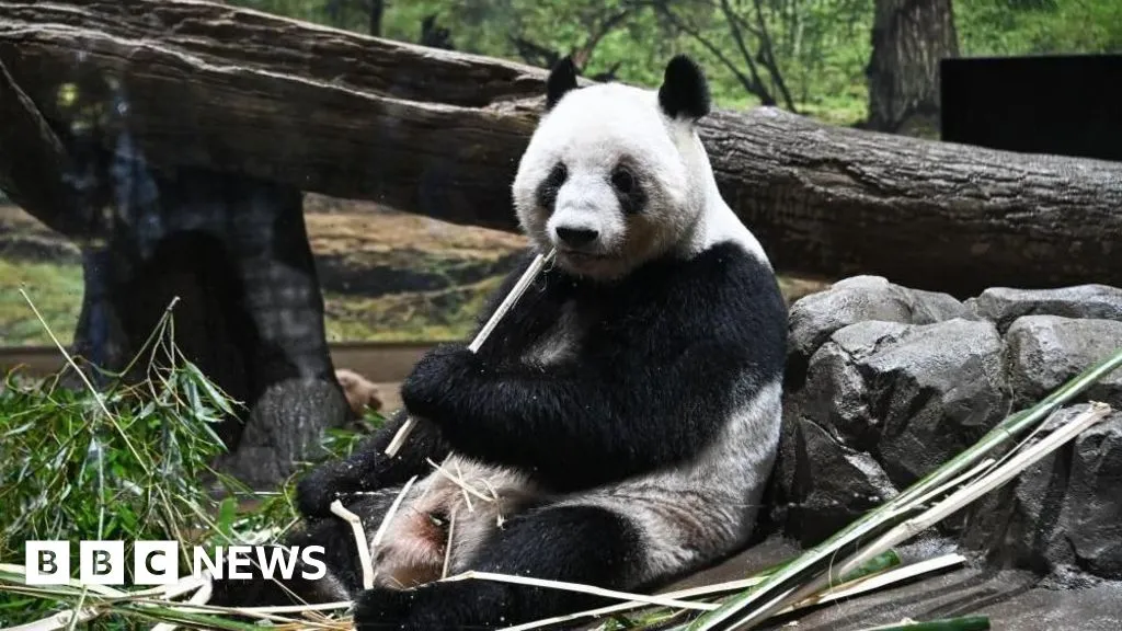 Tearful goodbyes as Japan returns pandas to China amid worsening ties 