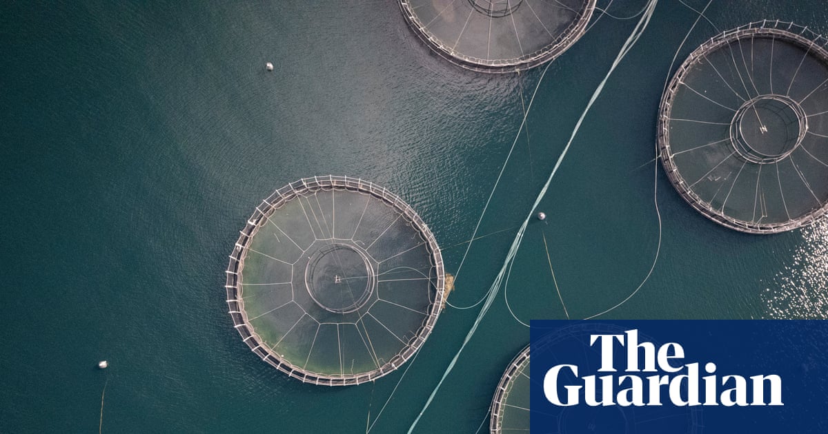 Four million salmon died prematurely at Tasmanian fish farms in 2025, government data reveals
