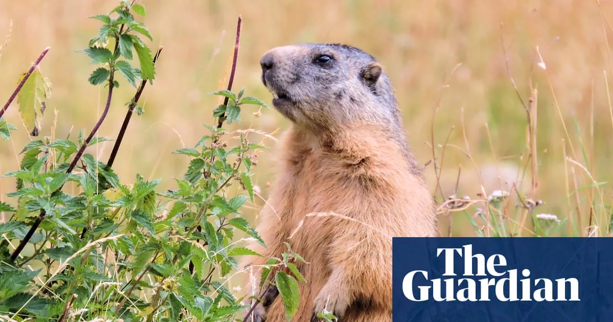 Call to ban marmot hunting in France as campaigners say they are ‘killed for fun’