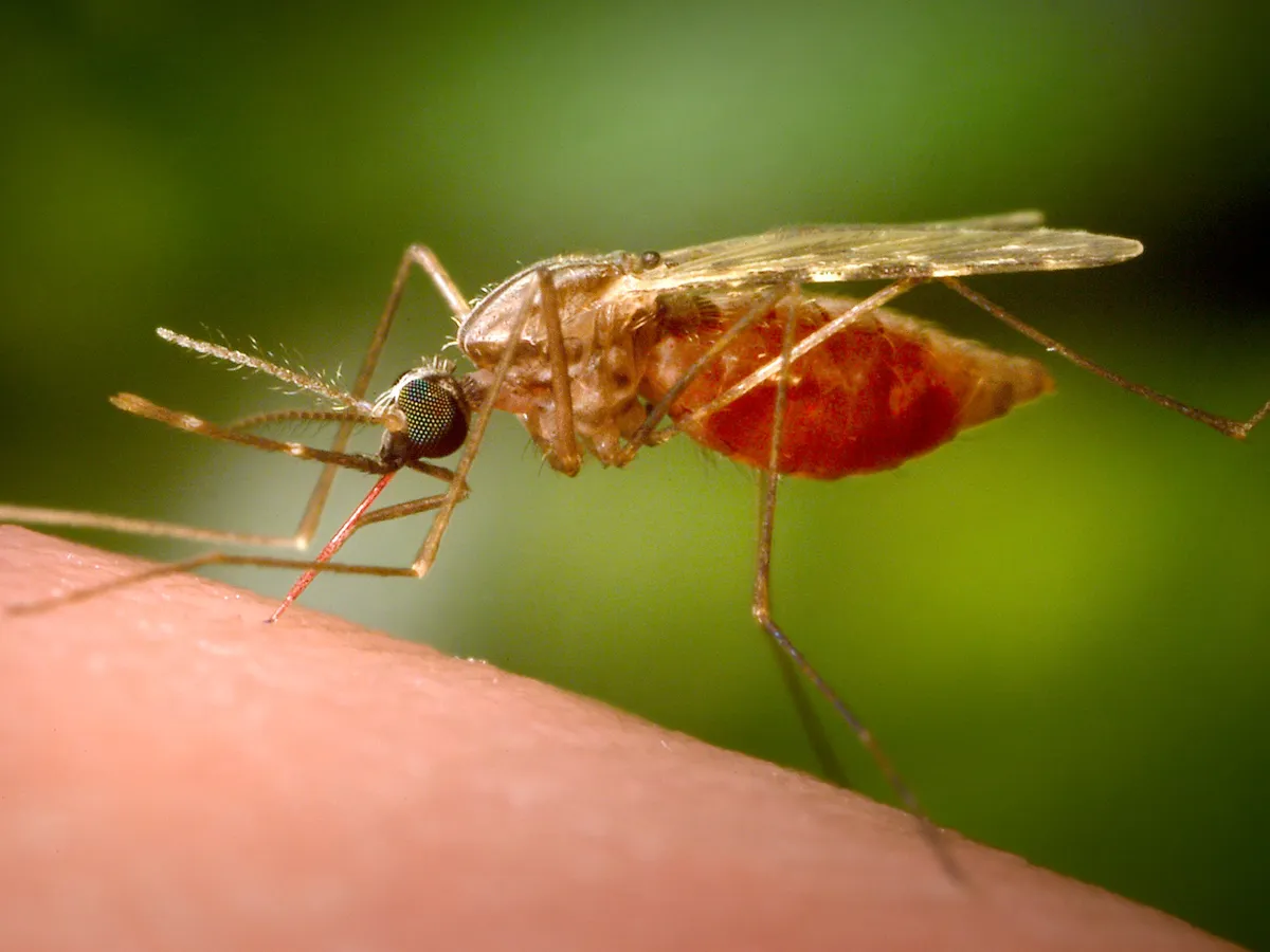 German airport workers die from malaria caught from plane-riding mosquito