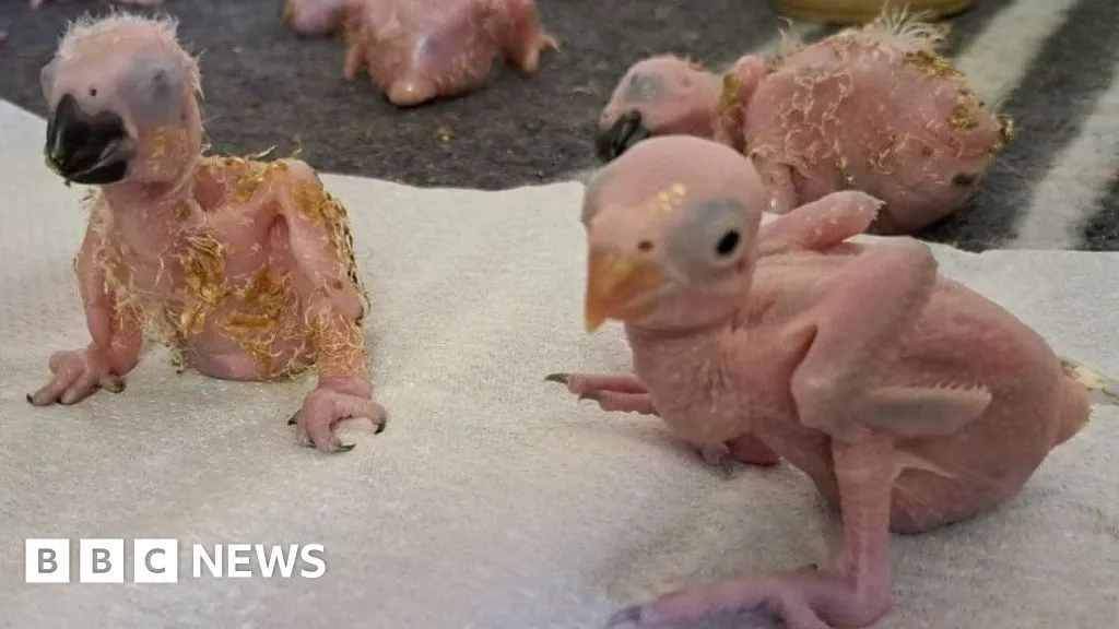 Parrot eggs hatch after suspected Thai smuggler arrested at South African airport