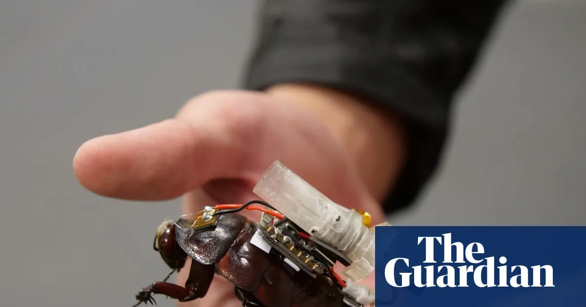 Cyborg cockroaches with tiny syringes could soon join search and rescue teams in major disasters