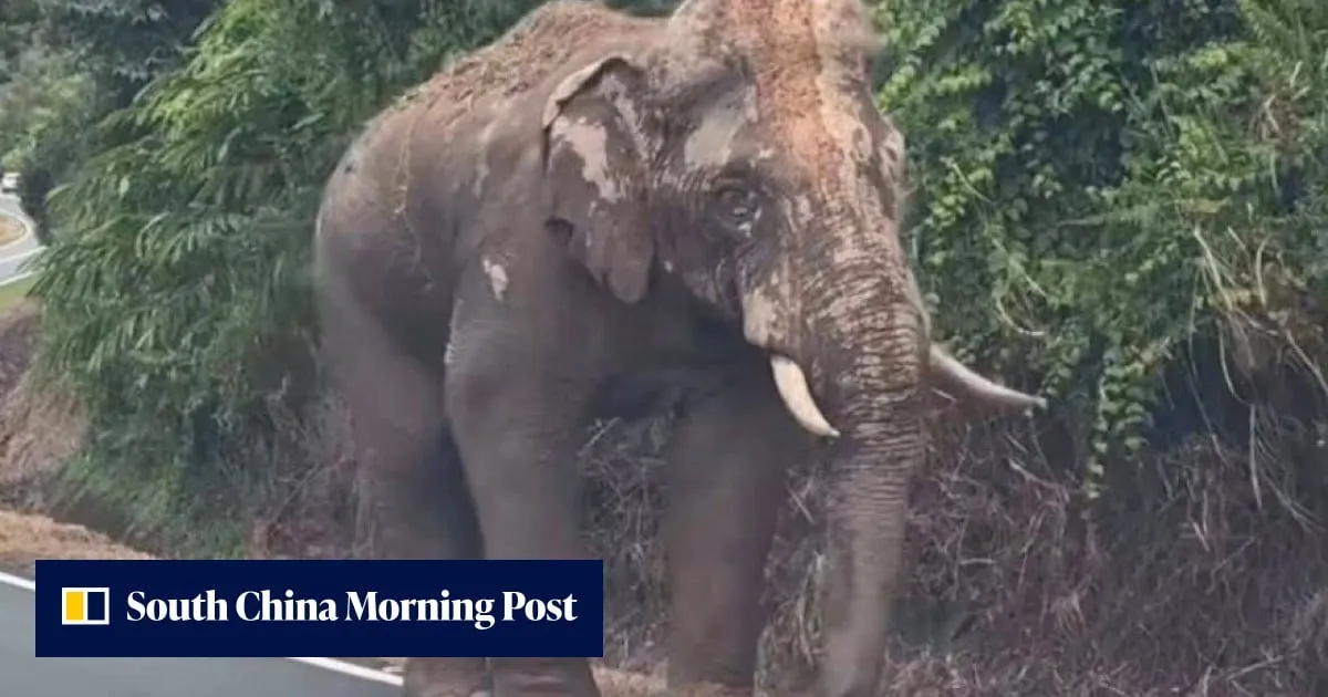 In Malaysia, injured elephant Sulong’s 100km trek home ignites logging debate