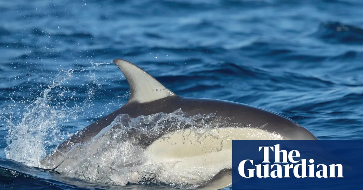 Dolphin dies from H5 bird flu in SA as researchers withdrawn from sub-Antarctic island over ‘psychosocial risk’