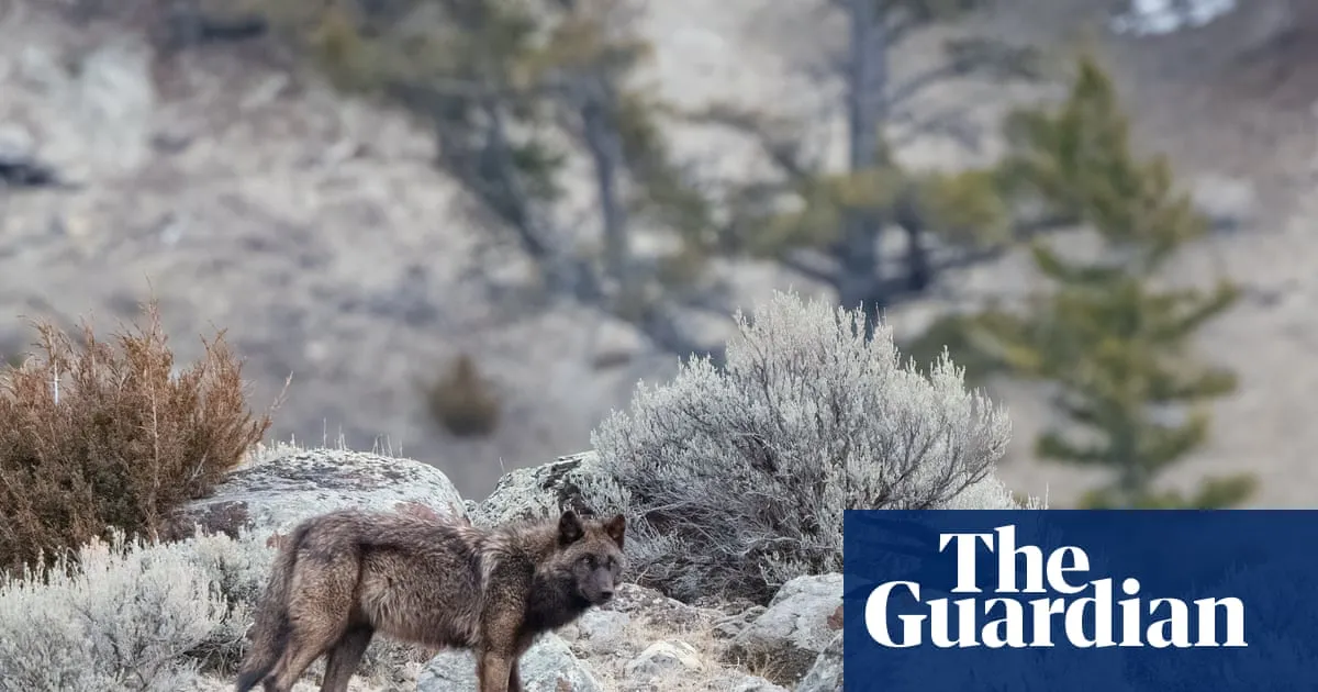 Trump rollback of US forest protections could accelerate extinction of 400 endangered species