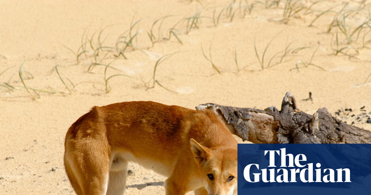 Killing of K’gari dingoes in wake of backpacker’s death could create ‘extinction vortex’, expert says