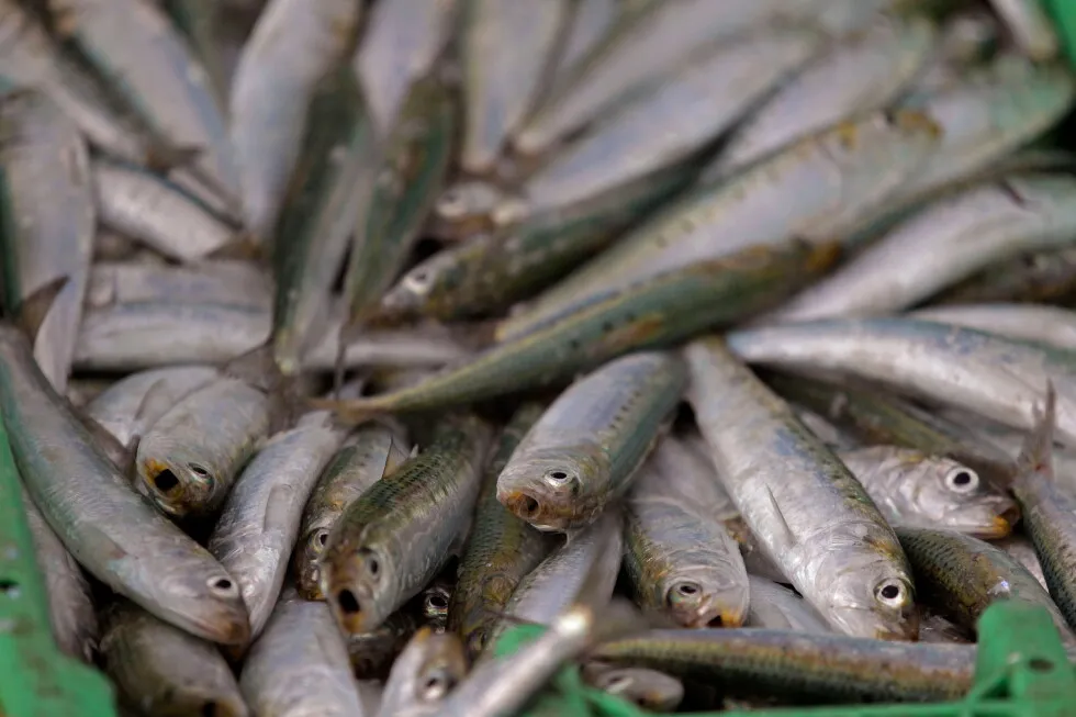 Scientists investigate if a herpes virus is behind the mass deaths of sardines off South Africa