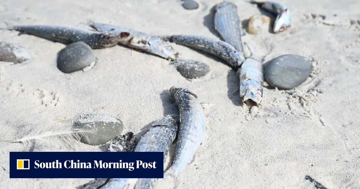 Scientists probe if herpes virus is killing sardines off South Africa