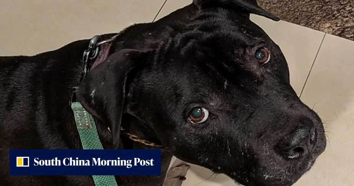 Backlash grows after Hong Kong authorities seize  second ‘fighting dog’ in week