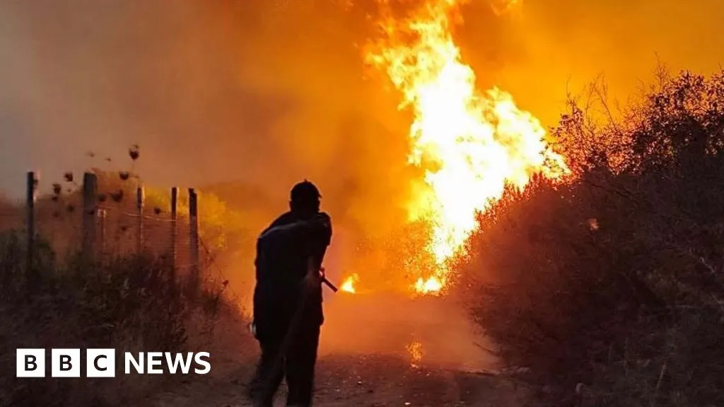 Algeria president seeks death penalty for arsonists after deadly forest fires