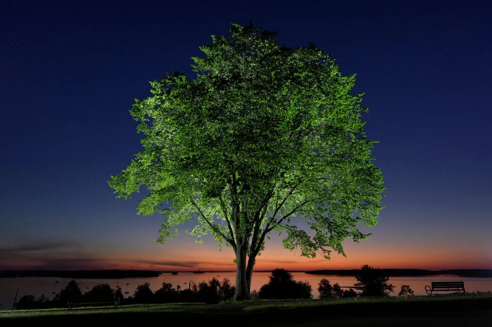 A new generation of elm trees could be equipped to beat the disease that killed the parents