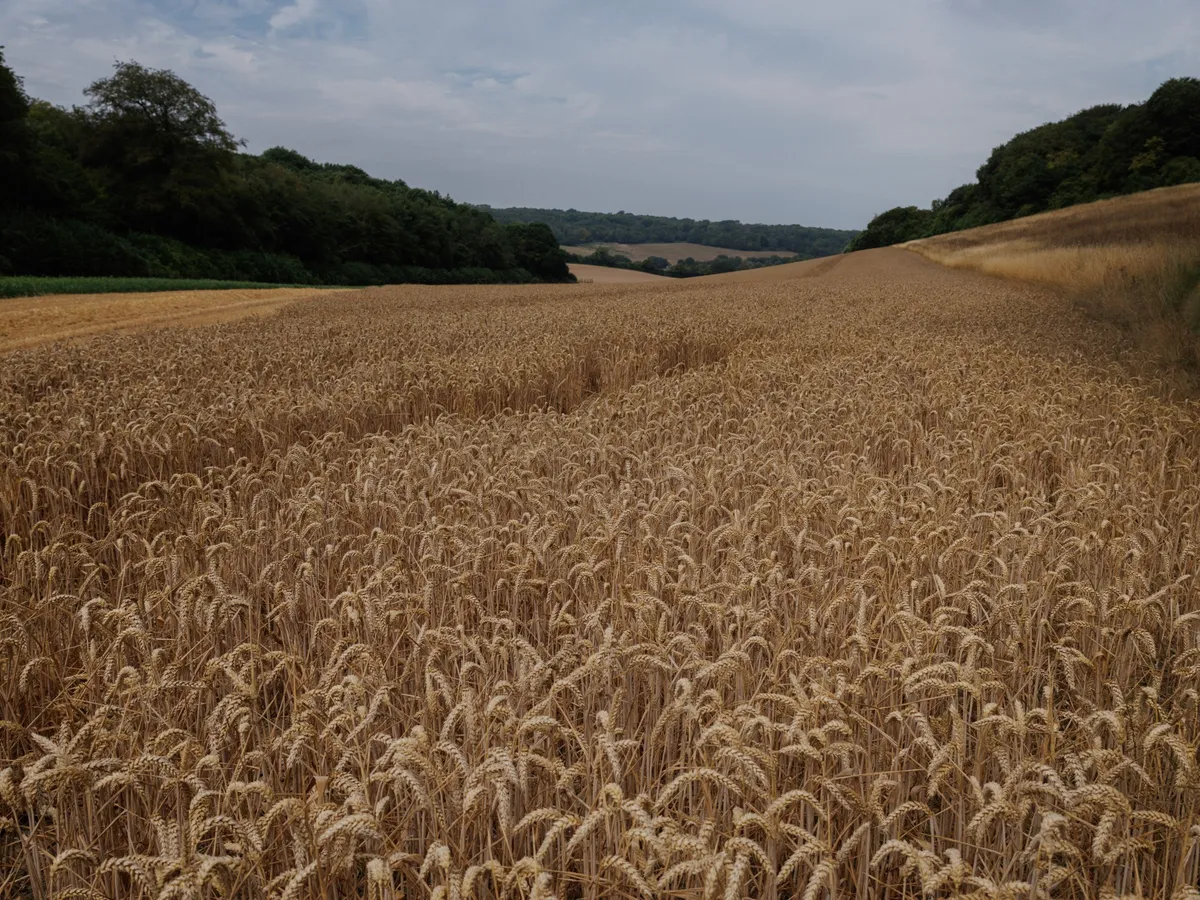 War and heat: Why are wheat prices soaring?