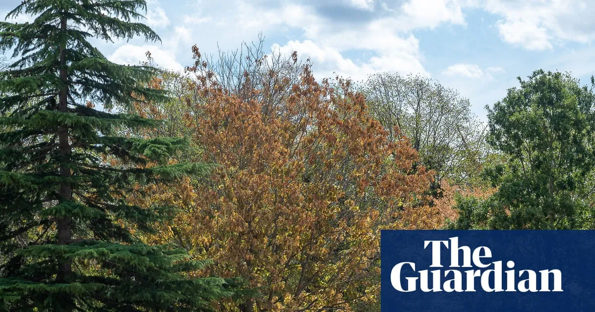 High winds during El Niño could be deadly for England’s stressed trees, say experts