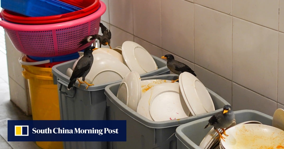 Singapore aims to be a ‘City in Nature’, but can residents and wildlife coexist in harmony?