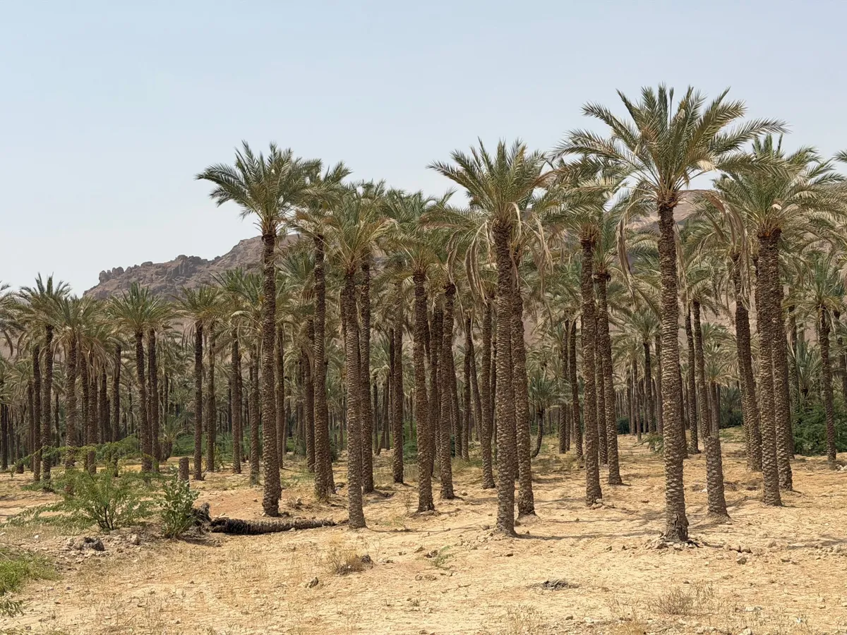 In Yemen, dates provide lifeline for farmers with few economic options