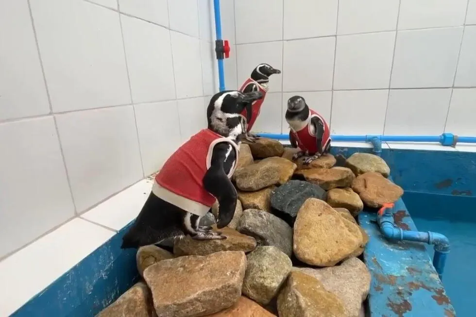 In Chile, injured penguins sport copper vests to help them heal