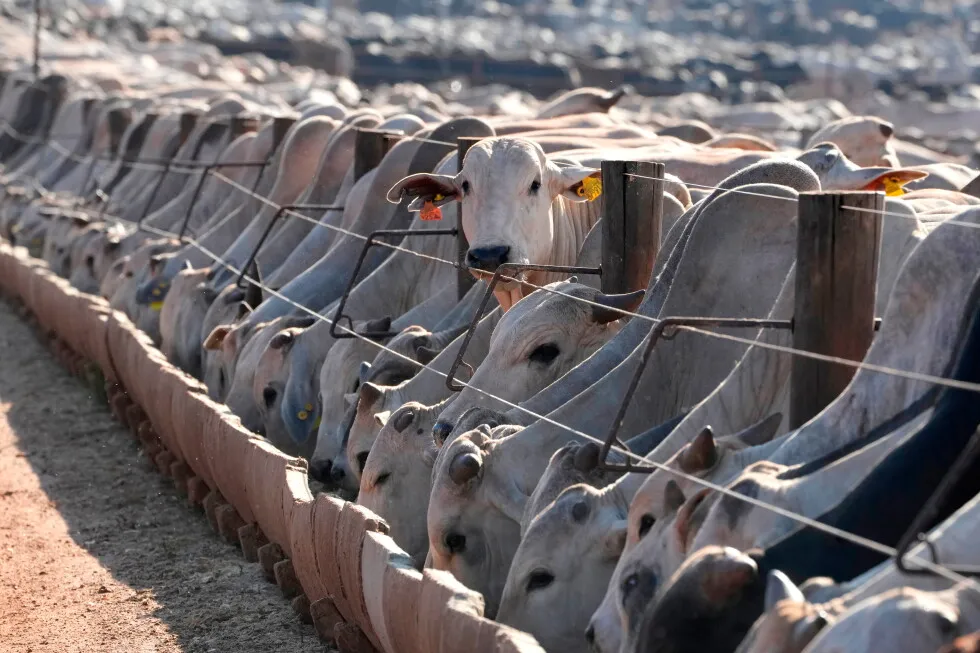 European Union halts imports of Brazilian goods including beef