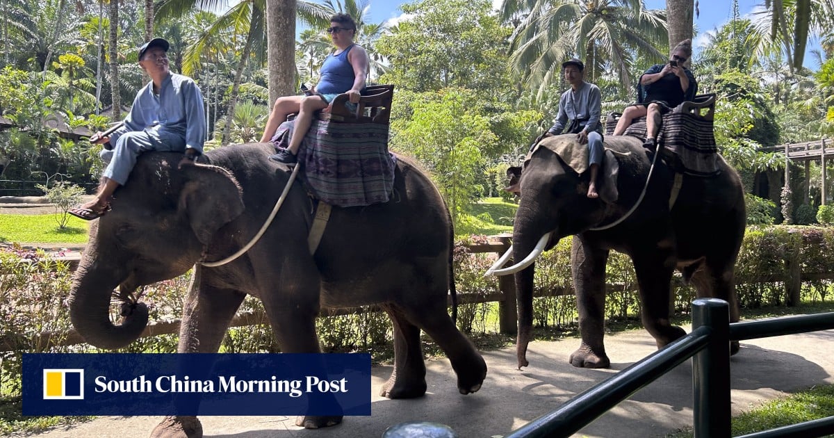 Elephant rides at Indonesia’s Bali attractions banned over animal welfare concerns