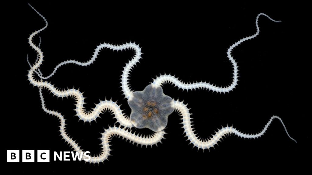 Deep-sea mining tests impact over a third of seabed animals - scientists