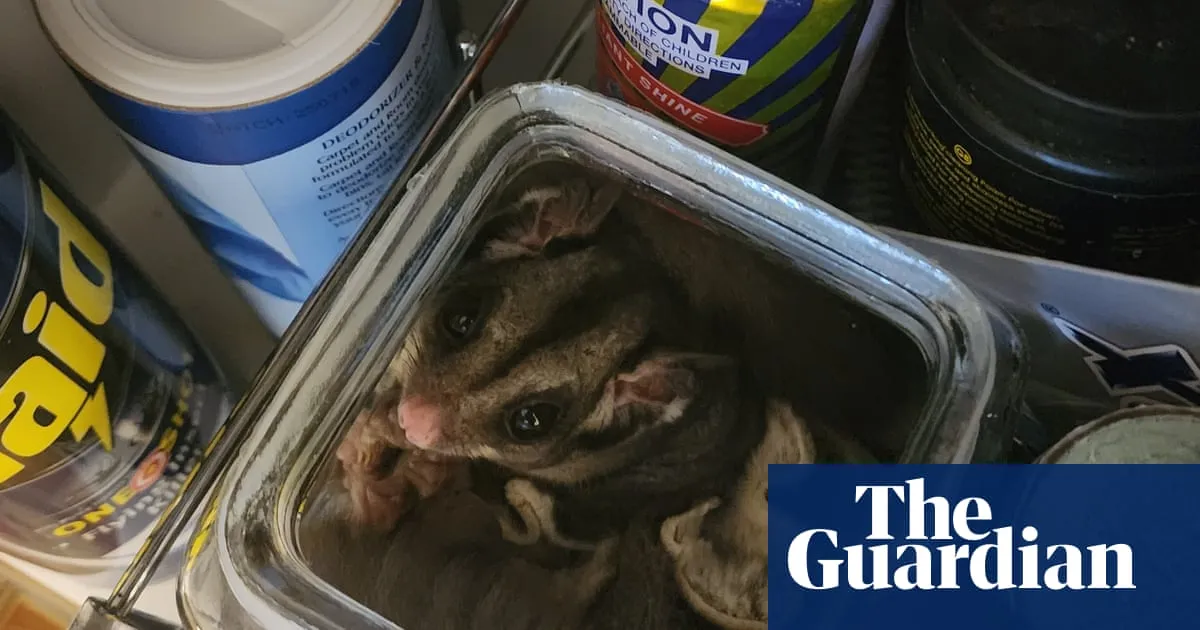 Possums in the roof, koalas in bed: study shows how animals resort to Australian homes after habitat loss