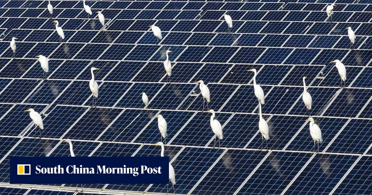 Study that argued China’s solar policy hurt birds may have miscounted 2 billion egrets