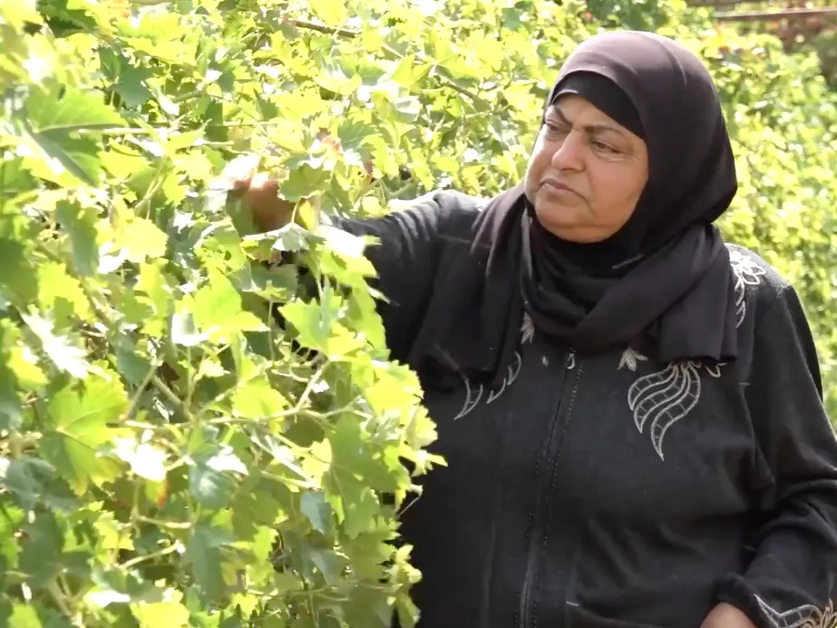 Palestinian farmers battle settler sabotage to save Hebron crops, livestock